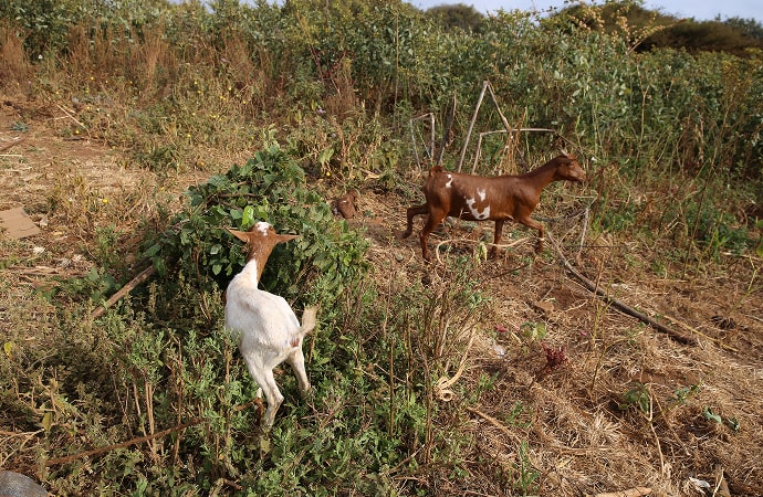 가정방문한 집의 염소 사진