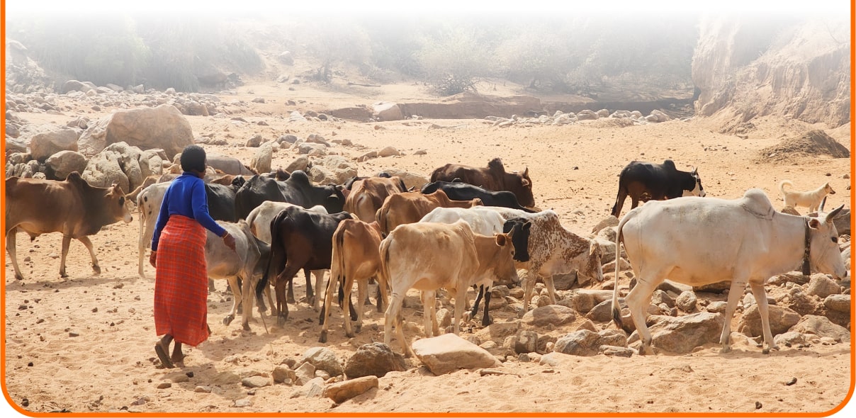 아프리카땅에 살고있는 가축들과 주민의 모습