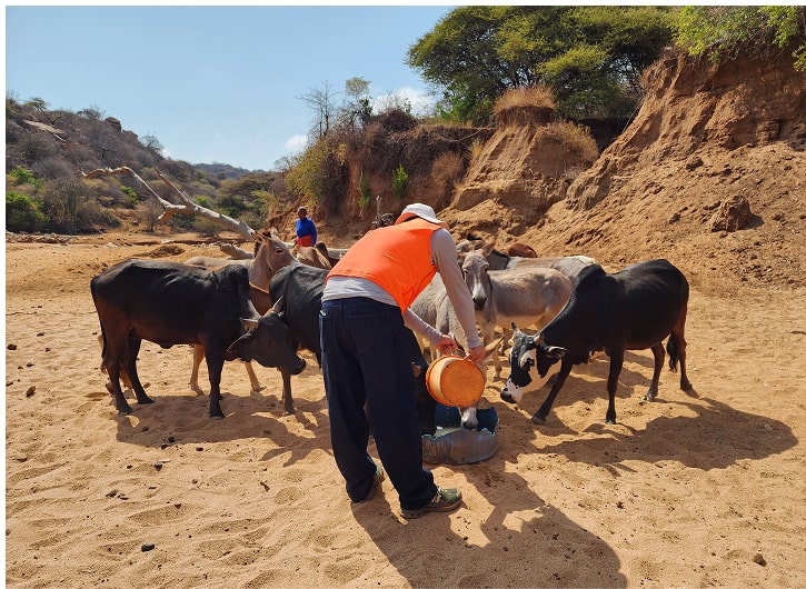식수를 가축들에게 나눠주는 후원자의 모습