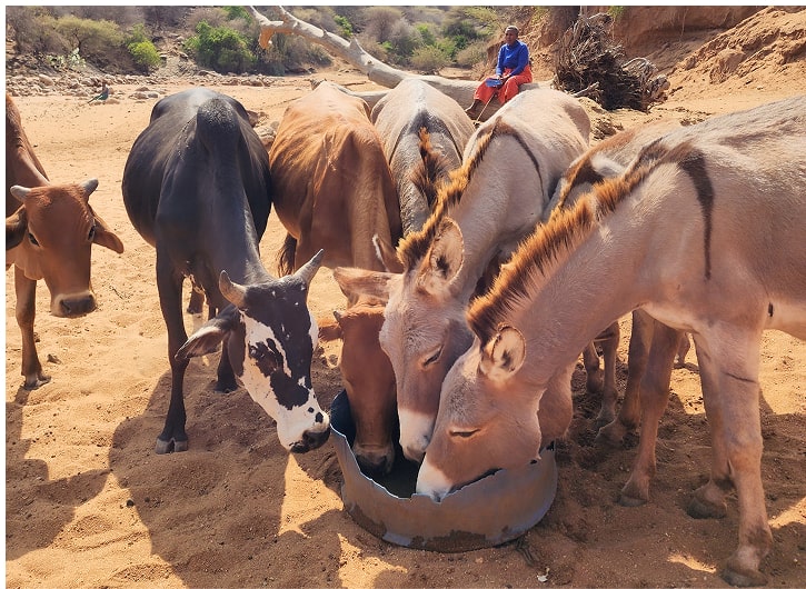 깨끗한 식수를 마시는 가축들 사진