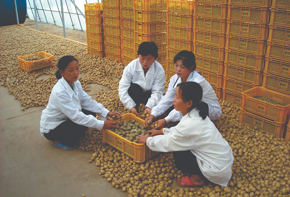 무바이러스 씨감자 보급을 준비하는 사진