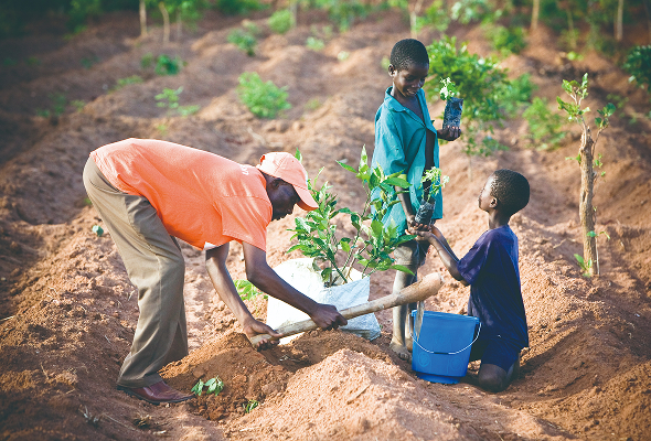 척박한 토지를 복원하기 위해 나무심는 사진
