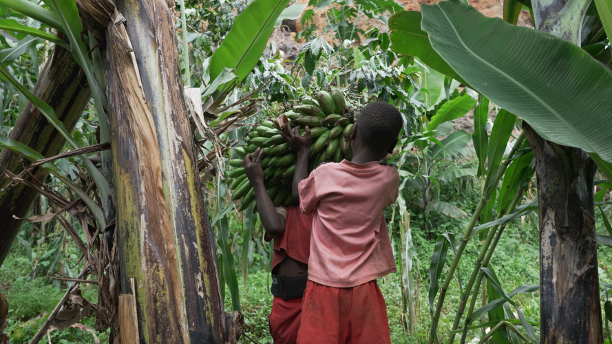 바나나 열매를 나르는 형제