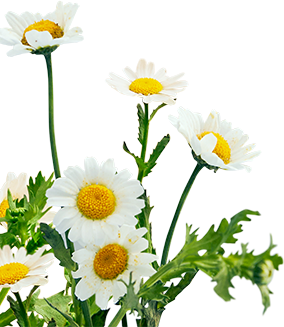 자립마을 꽃