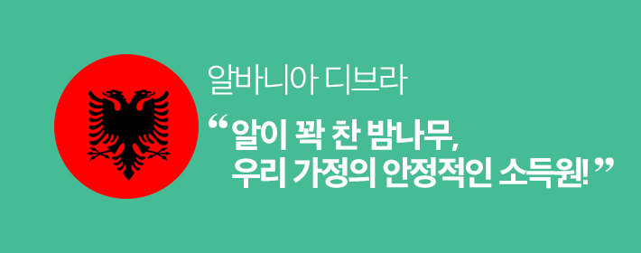 알바니아 디브라 - 알이 꽉 찬 밤나무, 우리 가정의 안정적인 소득원!