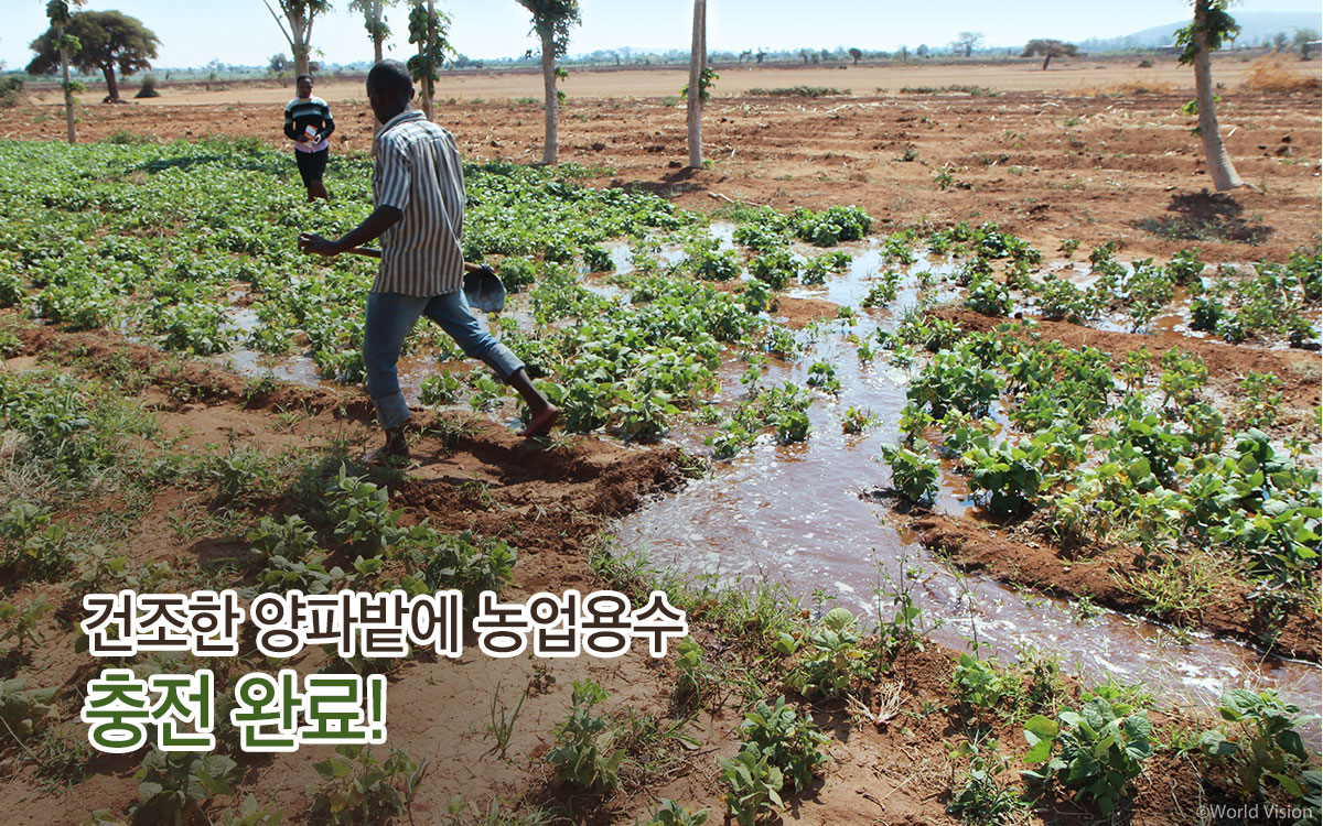 건조한 양파밭에농업용수 충전 완료