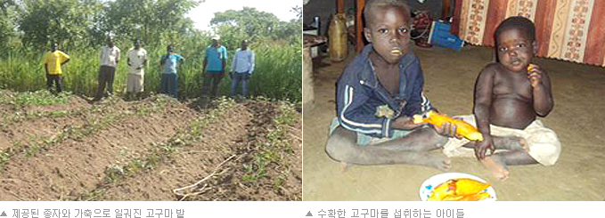 (좌) 제공된 종자와 가축으로 일궈진 고구마 밭 (우) 수확한 고구마를 섭취하는 아이들
